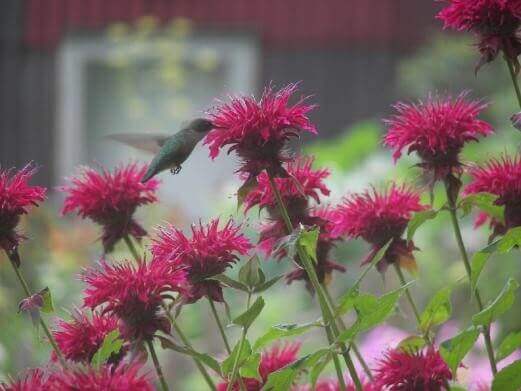 hummingbird in garden