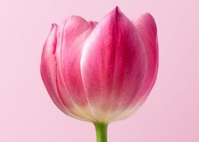 A pink tulip, representing infertility and divorce