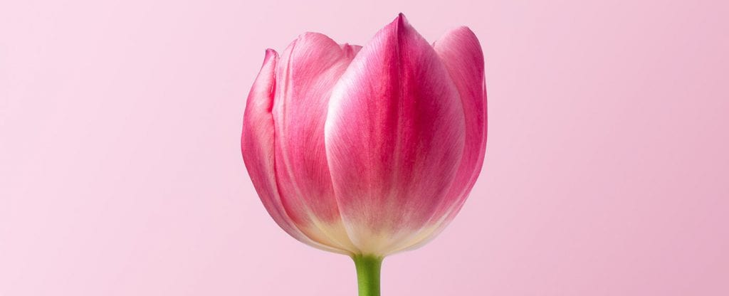 A pink tulip, representing infertility and divorce